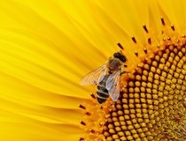 Europski sud potvrdio francusku zabranu pesticida