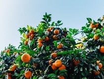 Slabiji ovogodišnji urod mandarina