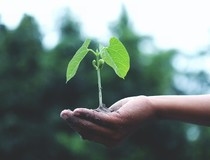To win go green 