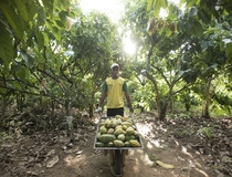 Mondelēz  International osigurava nabavku kakaa iz Cocoa Life programa