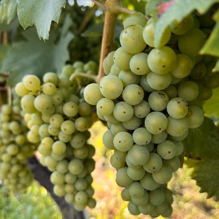 Za ljubitelje vina i druženja: Recept za "kućnog sommeliera"