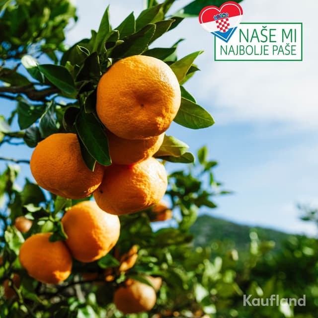 Kaufland ove sezone planira otkupiti 3.000 tona neretvanskih mandarina