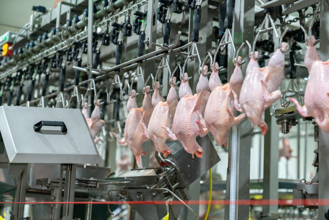 Chicken hang on chain conveyor in Automated meat preparation industry